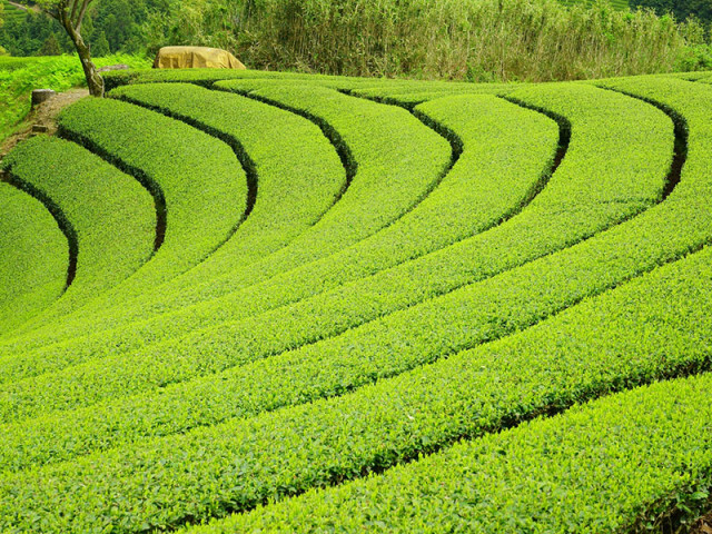 地球温暖化で日本茶への影響は？ 京都・宇治茶に何が起きている？