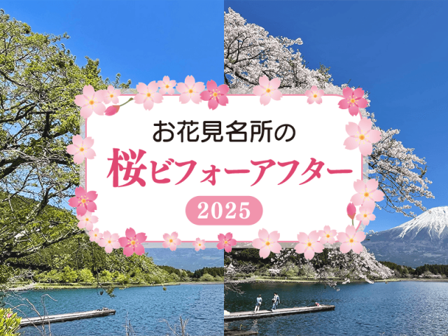 日本の春は美しい　お花見の名所の桜ビフォーアフター　2025