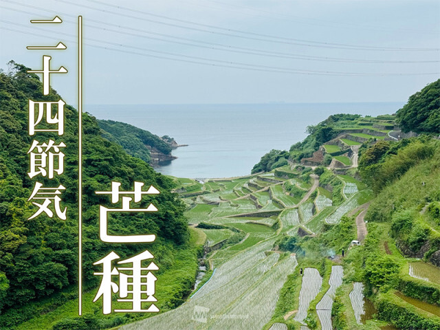 二十四節気「芒種」　梅雨とほぼ重なる田植えの季節