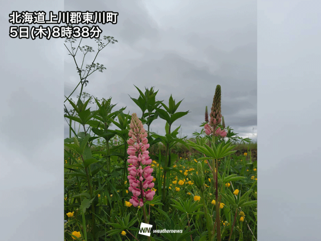 北日本は昼過ぎまで急な雨に注意　昼間の暑さは控えめ