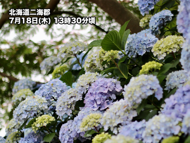 北海道で紫陽花が見頃　東北北部や長野もまだ楽しめる
