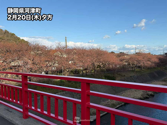 伊豆 河津桜がまだ見頃にならず　昨年より2週間遅れか　桜まつりは延長