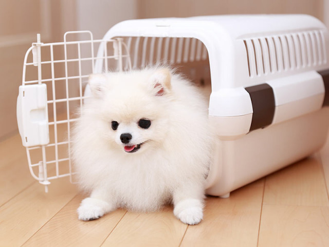ペットの災害対策　もしもの時に愛犬・愛猫の安全を守る日頃からの備え