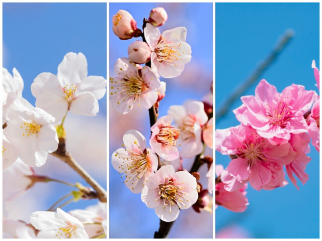 花びらに注目？「桜・梅・桃」の簡単な見分け方