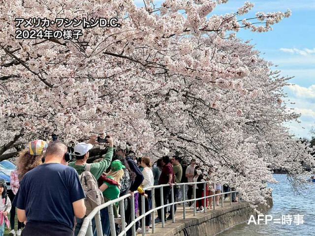 アメリカ・ワシントンD.C.の桜の満開予想　今年は平年並みに