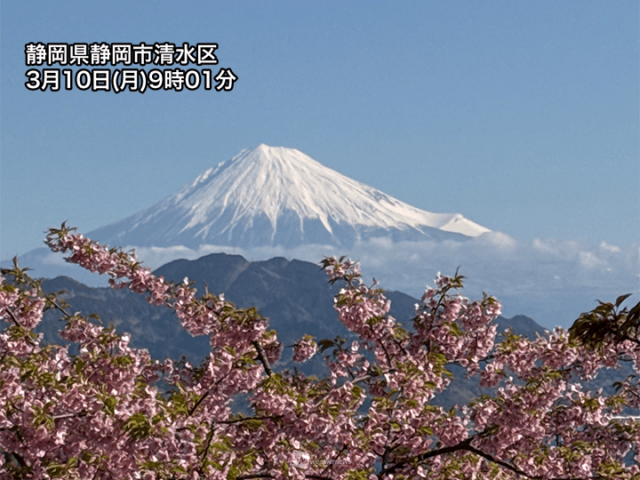 青空に映える真っ白な富士山　早咲きの桜とのコラボも