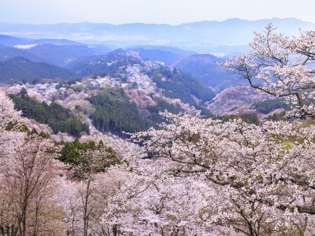 何と読む？「山又山山桜又山桜」 かつての桜の主役ヤマザクラとは