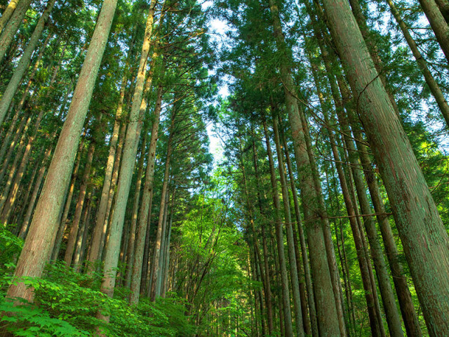 森林はどのぐらいの量のCO2(二酸化炭素)を吸収しているの？