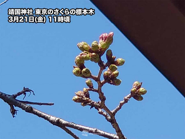 東京は桜開花が目前　積算気温の法則はまもなく目安に到達
