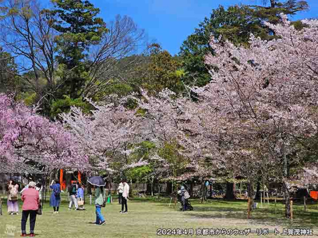 桜の基礎知識　昔からある“野生種”と改良された“里桜”　見頃の時期や特徴は
