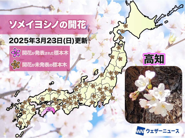 高知で桜が開花　今年全国で1番目のソメイヨシノ開花発表