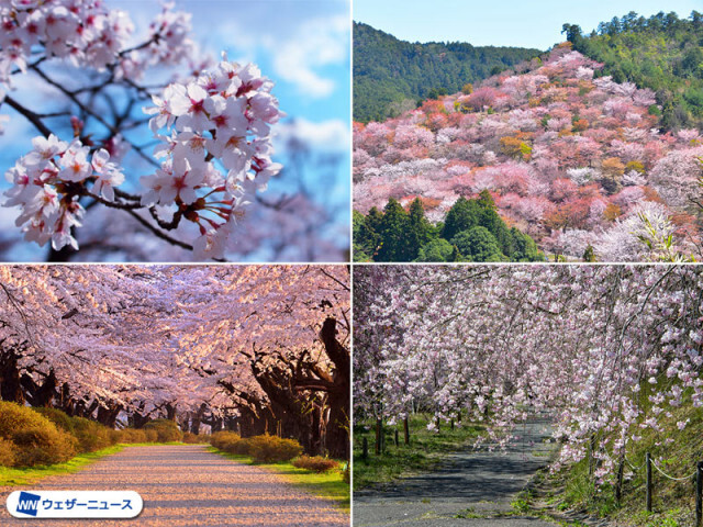 全国の本数の多い桜名所ランキング　もっとも多い場所では3万本も