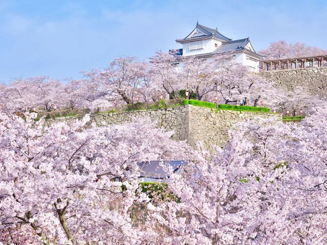 桜の開花前線に異変？ 地球温暖化が桜に与える影響