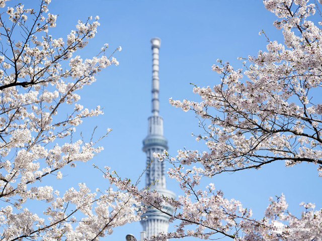 100年後の桜開花予想　温暖化はお花見にも影響、東京でも桜が咲かなくなる？