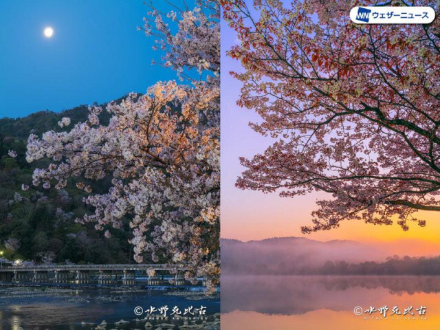 写真家・水野克比古氏より教わる、桜写真の簡単撮影テクニック