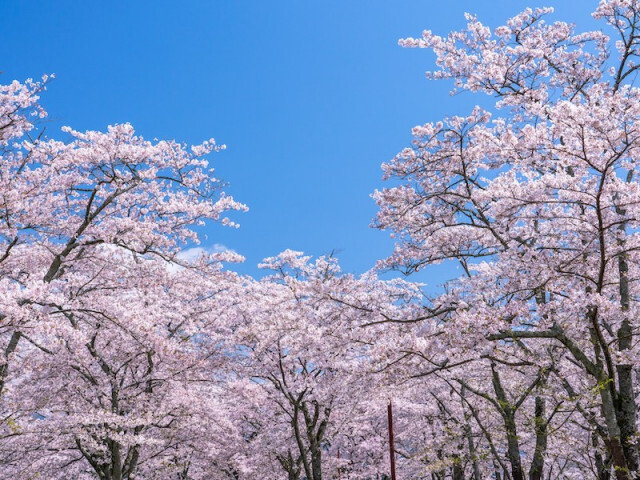 花の裏側や樹皮が違う！ ソメイヨシノ（染井吉野）の見分ける方法
