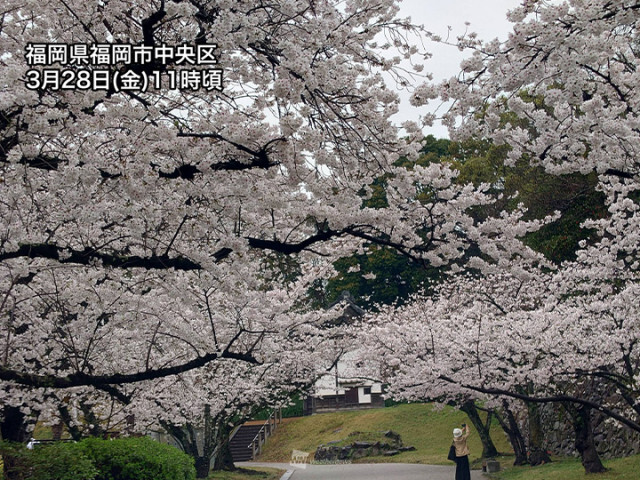 福岡や高知などで桜が満開　週末のお花見は花冷えに注意