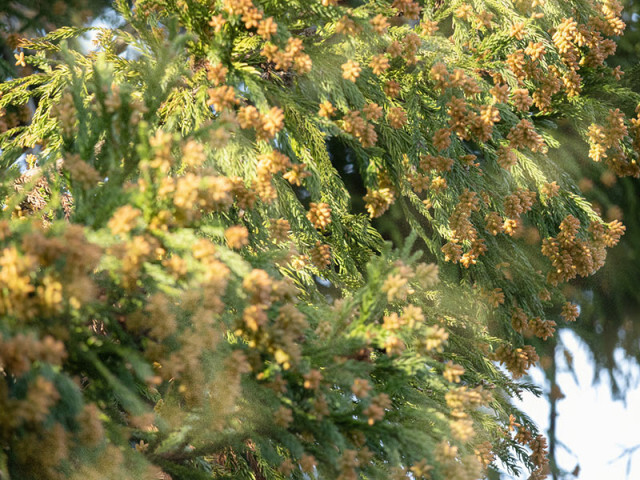 温暖化で花粉は増えた？ 症状は重くなった？ 花粉症と気候変動の関係