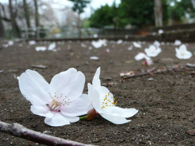 桜が花ごと散ってる？意外な犯人とは