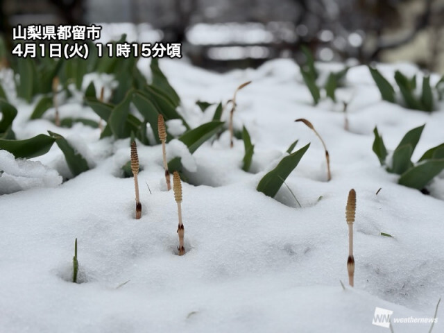 関東甲信の山沿いで季節外れの雪　東北は平地でも雪が混じる