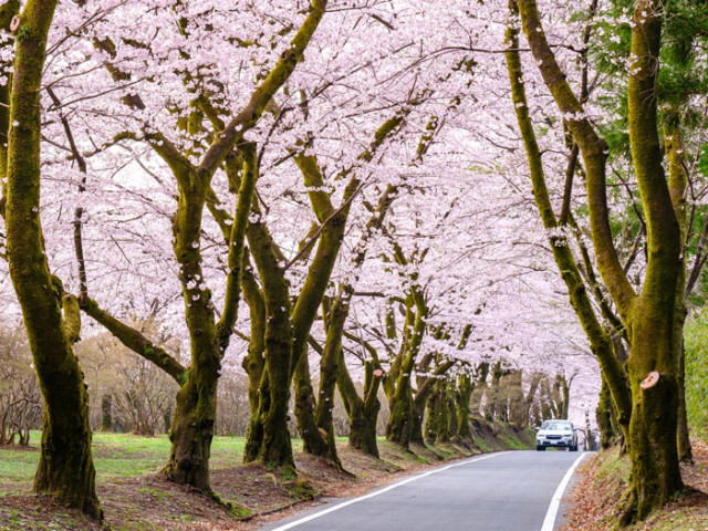 「世界一の桜並木」などドライブで楽しめる桜並木
