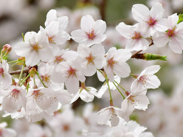 桜（ソメイヨシノ）の見頃と散り始めのサイン