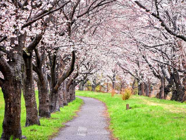 今週末の桜見頃スポット　満開の東京はお花見ラストチャンス