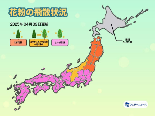 九州から関東でヒノキ花粉の飛散が増加　西・東日本の本格飛散は4月中旬まで