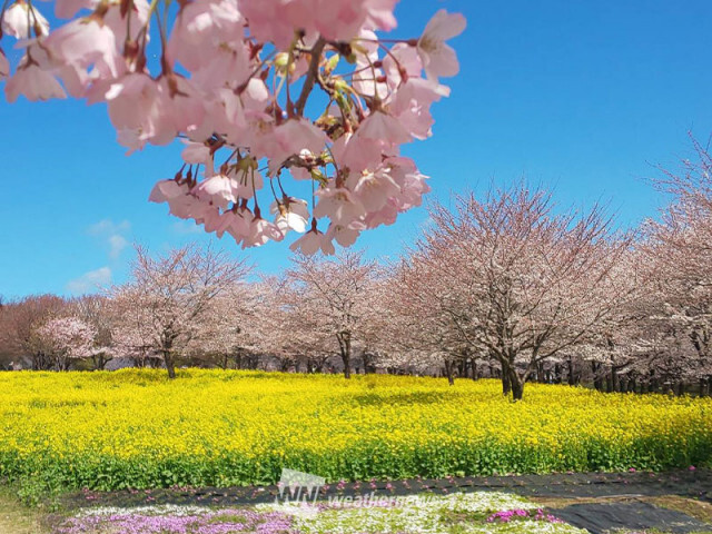 関東近郊でもまだお花見を楽しめる！　今週末の桜見頃スポット