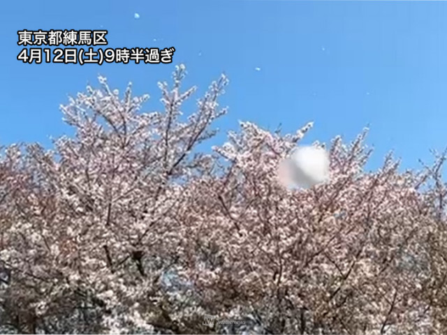 東京都心など青空の下の桜は今年最後か