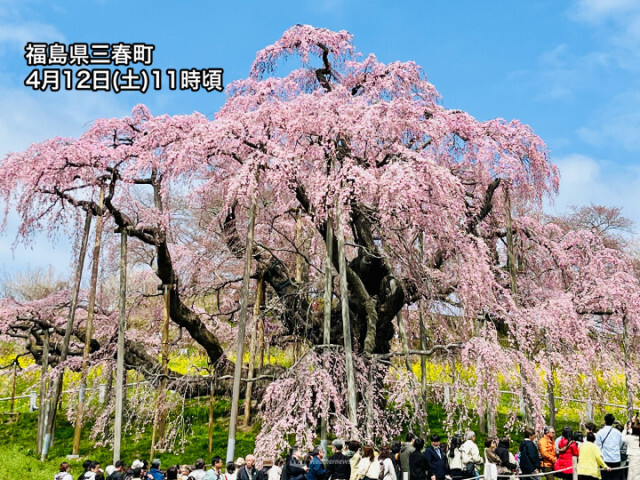 福島・三春滝桜が満開に　天気回復して青空が広がる