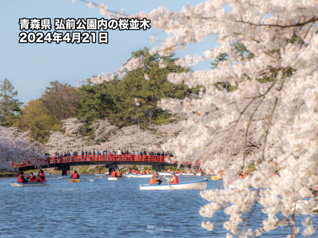 「最古のソメイヨシノ」が塗り替えられた!? 三大桜名所、弘前公園の桜は“ここが違う”