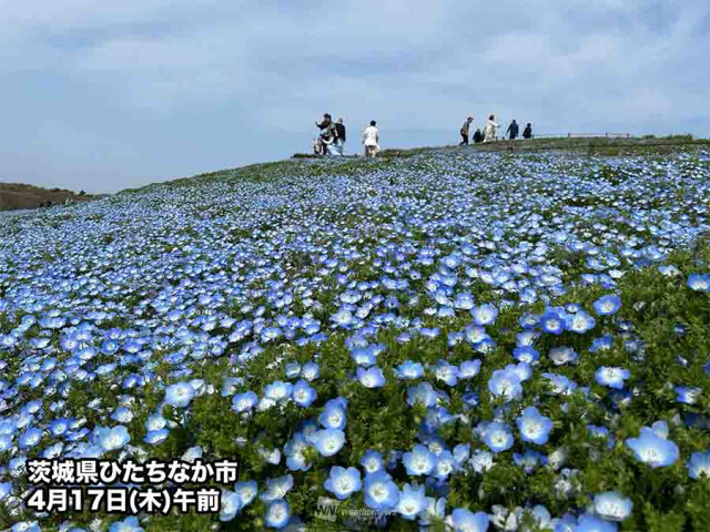 各地でネモフィラが見頃に　瑠璃色の花の海がひろがる