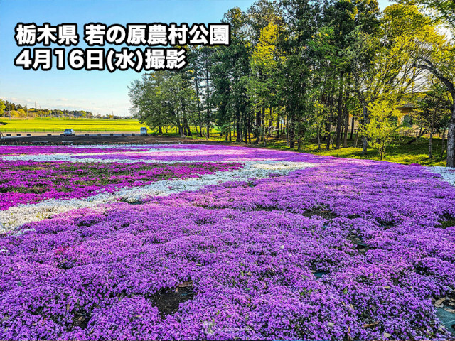 芝桜など春の花が各地で見頃に 土曜日にかけて春本番の陽気が続く