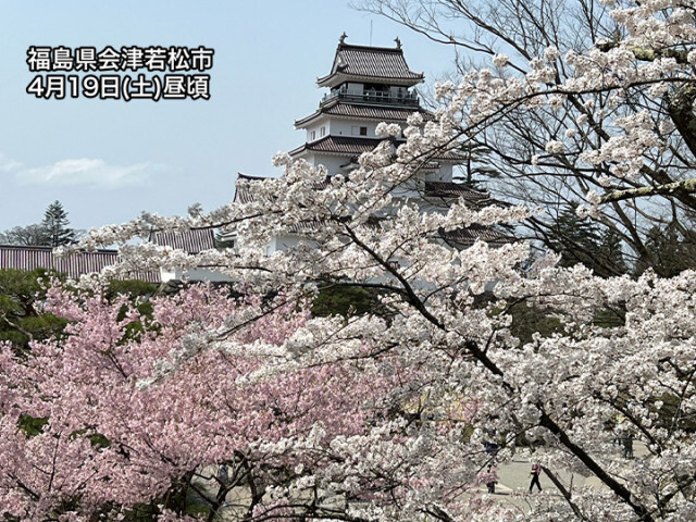 青空広がる東北で桜が見頃　今日が一番のお花見日和