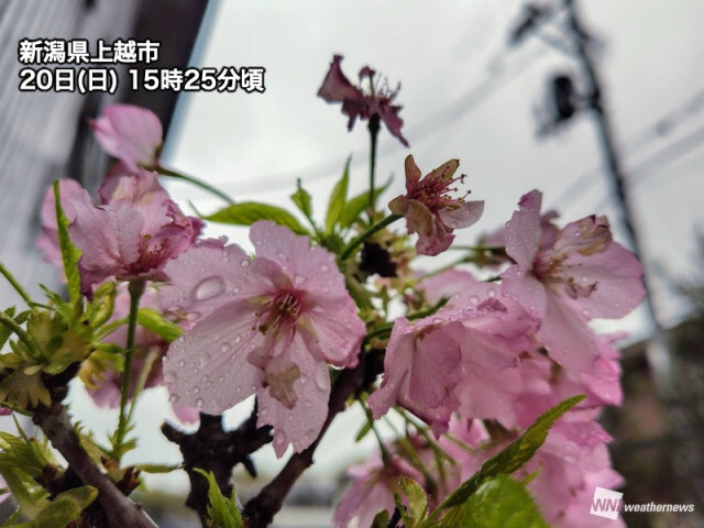 北陸で局地的にやや強い雨　夜は関東など太平洋側でも雨の可能性