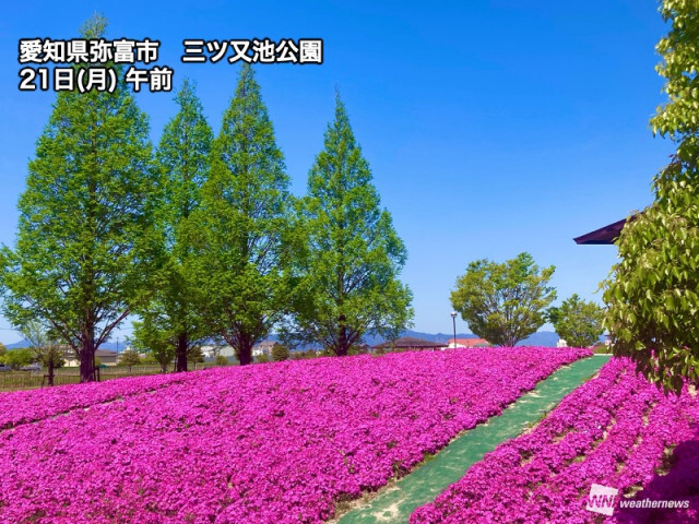 青空に映える濃いピンクの絨毯　愛知・弥富の芝桜が見頃