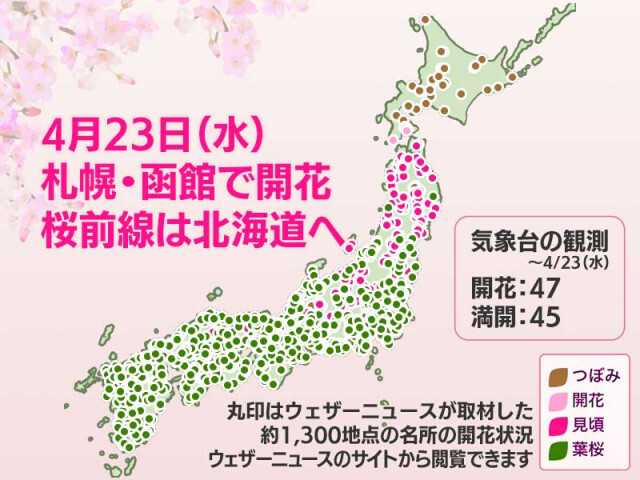 今日の桜開花状況 4月23日(水)　札幌・函館で開花発表　桜前線はいよいよ北海道へ