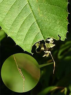 スミナガシの幼虫