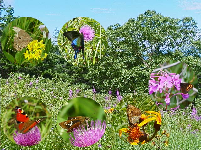高原の花と蝶