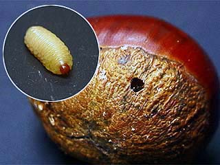 クリシギゾウムシの幼虫