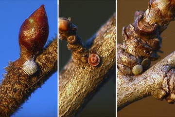 シジミチョウ３種の卵