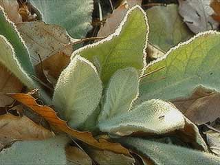 ビロードモウズイカの葉
