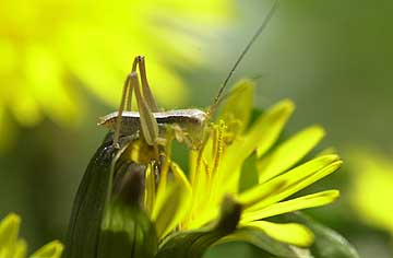 キリギリスの幼虫
