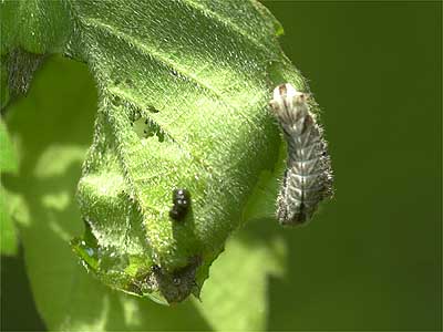 オオミドリシジミの幼虫