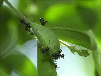 ウラゴマダラシジミの幼虫とアリ