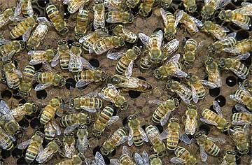 ミツバチの女王バチ