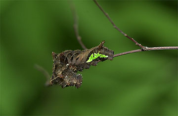 ホシミスジの幼虫