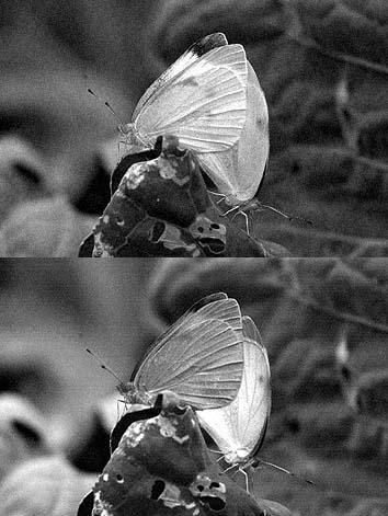モンシロチョウ交尾の紫外線写真