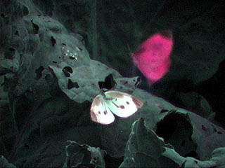 モンシロチョウの紫外線映像